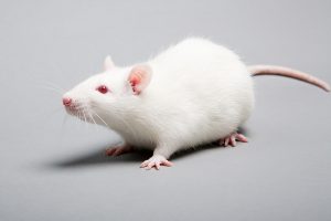 lab-mouse