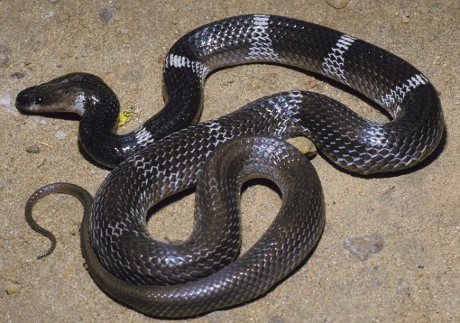 අලු රදනකයා - Common Wolf Snake / නිර්විෂ සර්පයෙකි. (calphotos.berkeley.edu)