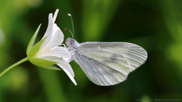 නිදසුනක් ලෙස ගත් කල ‘Whit Wood’ නම් සමනලුන්ගේ 89%ක අඩු වීම දැක්විය හැකි ය. (butterfly-conservation.org)