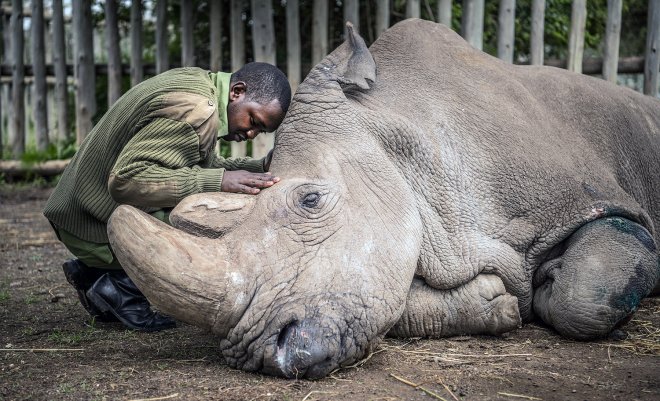 https://assets.roar.media/Bangla-News/2018/03/ami-vitale-last-male-northern-white-rhino-2-copy.jpg