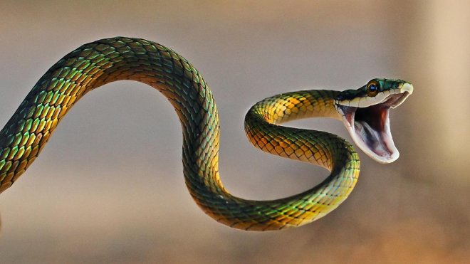 https://assets.roar.media/Bangla/2017/01/snake-bite-dream-mean.jpg