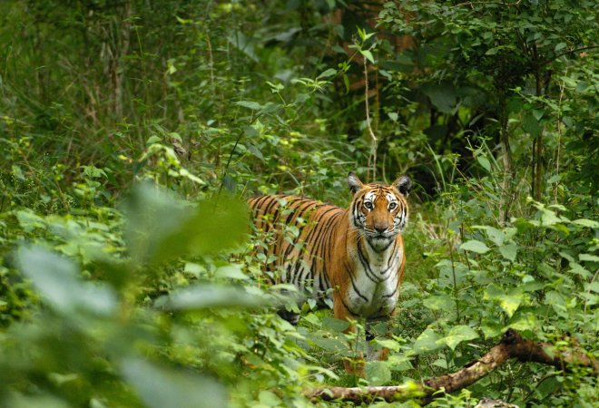 https://assets.roar.media/Bangla/2017/07/2014-12-31-Tiger3_KalyanVarmacropped.jpg
