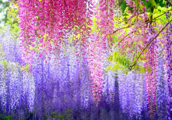 https://assets.roar.media/Bangla/2017/08/wisteria-flower-wallpaper-wallpaper-1.jpg