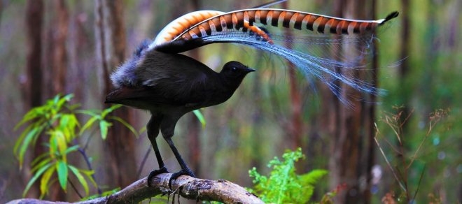 https://assets.roar.media/Bangla/2017/10/Superb-lyrebird-in-Marysville-State-Forest-Australia-20160601.jpg
