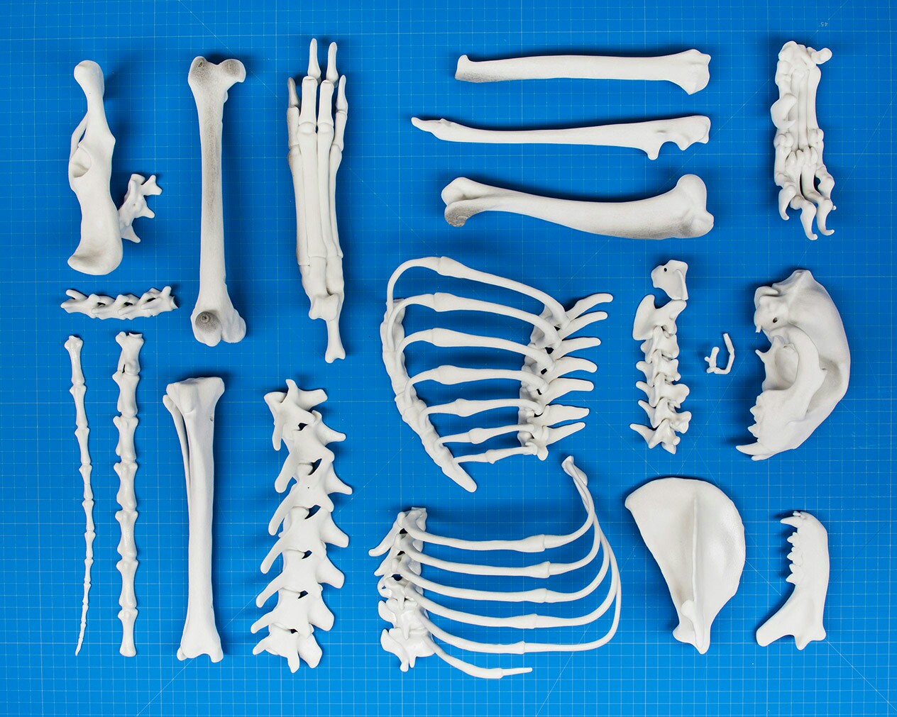 Что можно сделать из костей. Протез кости на 3д принтере. Печать костей на 3d принтере. 3д принтер костей. Кости на 3d принтере.