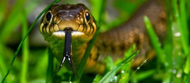 https://assets.roar.media/Bangla/2017/10/little-snakes-pictures-www.RealisticColoringPages.com_.jpg