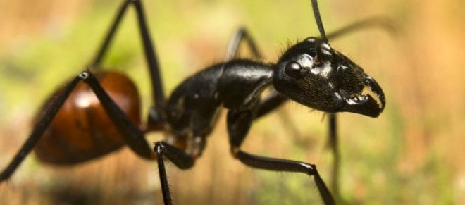 https://assets.roar.media/Bangla/2017/10/scienceabc.com-Malaysian-Ant1.jpg