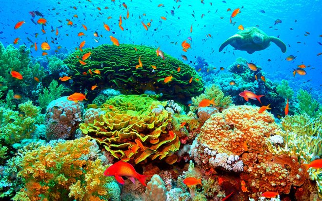 https://assets.roar.media/Bangla/2017/10/underwater-beauty-turtle-corals-9115-1280x800.jpg