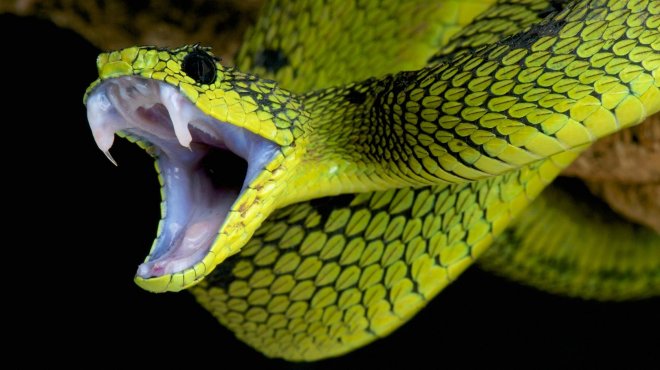 https://assets.roar.media/Bangla/2017/11/Snakes.jpg