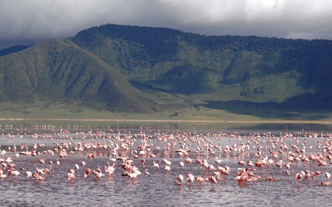 https://assets.roar.media/Bangla/2018/03/Ngorongoro_Flamingo_Lake.jpg
