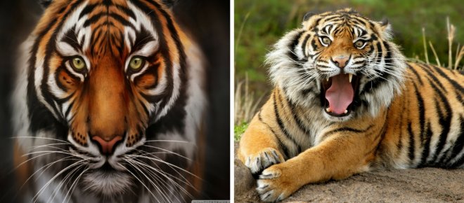 https://assets.roar.media/Hindi/2017/12/Interesting-Facts-About-Tigers-2.jpg