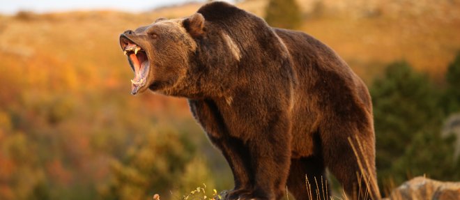 https://assets.roar.media/Hindi/2018/01/Most-Famous-Bear-Species5.jpg