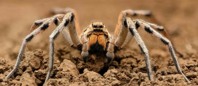 https://assets.roar.media/Hindi/2018/03/World-Most-Deadliest-Spiders9.jpg