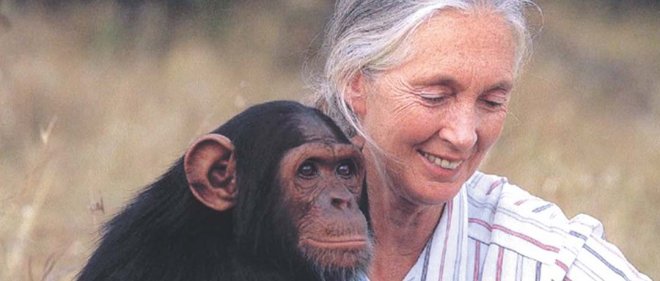 https://assets.roar.media/Hindi/2018/04/Chimpanzees-and-Jane-Goodall.jpg