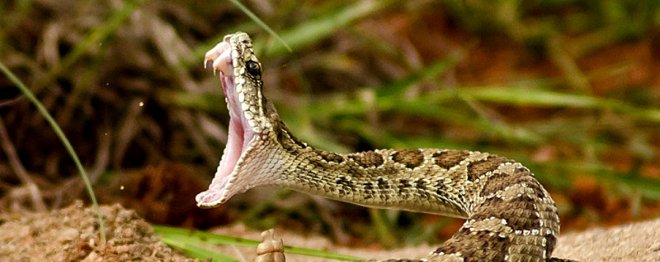 https://assets.roar.media/Hindi/2018/05/5-How-a-Rattlesnake-Can-Kill-After-Death.jpg