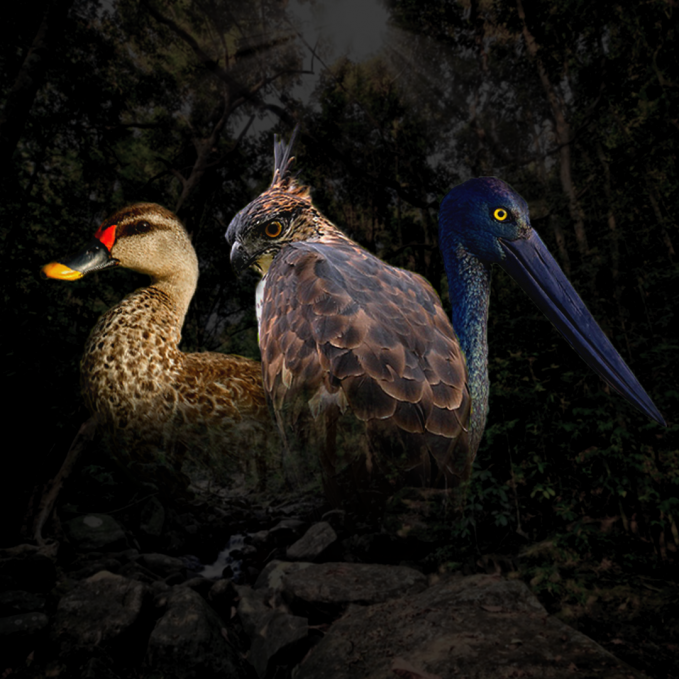 Sri Lanka's Critically Endangered Birds