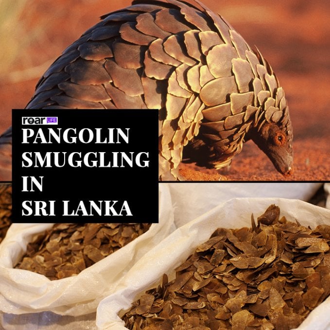 Roar Media Archive - Pangolin Smuggling In Sri Lanka