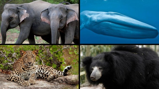 Big Four Animals of Sri Lanka - Roar Media Big Four Animals of Sri Lanka - Roar Media