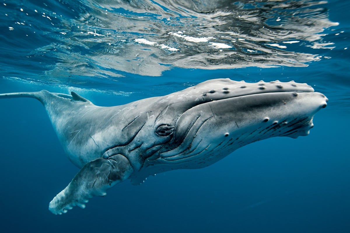 The Five Large Whale Species That Live In Sri Lankan Waters - Roar Media