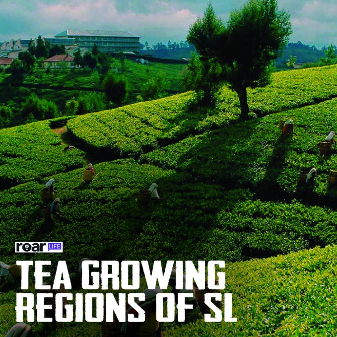 Tea Growing Regions Of SL