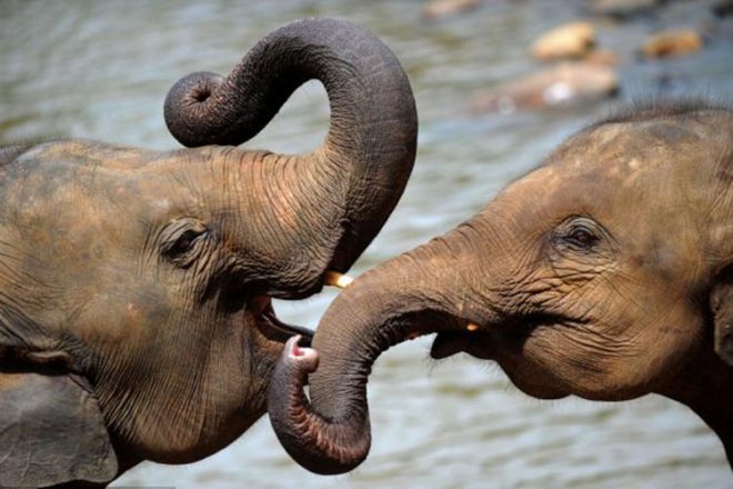 https://assets.roar.media/Sinhala/2016/04/Baby-elephants.jpg