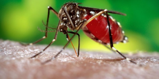 https://assets.roar.media/Sinhala/2017/07/dengue-mosquito-e1500032861369.jpg