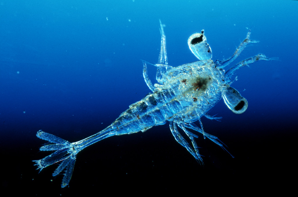 Фитопланктон в море