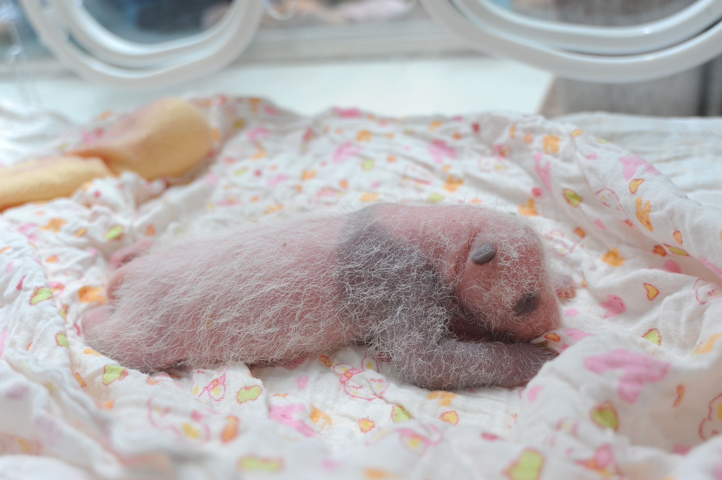 Родившийся детеныш панды. Детеныш коалы новорожденный. Панда с детёнышем. Новорожденные панды. Детёныш панды новорожденный.