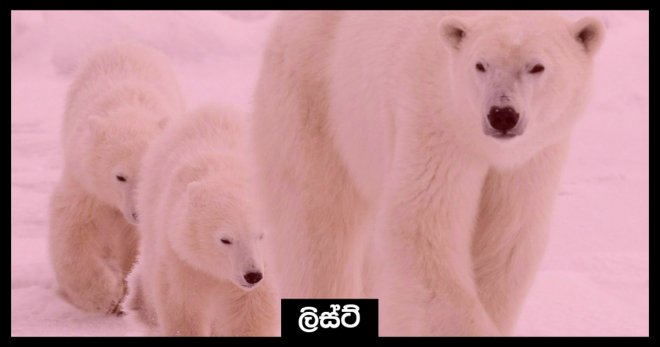 https://assets.roar.media/Sinhala/2017/12/Cover-9-e1513588148747.jpg
