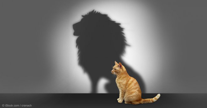 https://assets.roar.media/Tamil/2017/06/cat-lion-shadow-fb.jpg