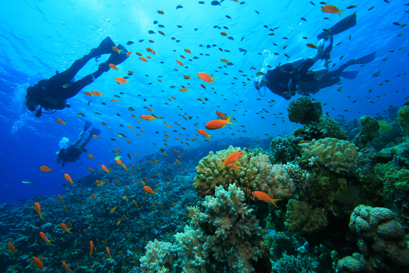 https://www.booksandtravel.page/wp-content/uploads/2019/05/bigstock-Scuba-Diving-on-a-Coral-Reef-w-26725130.jpg