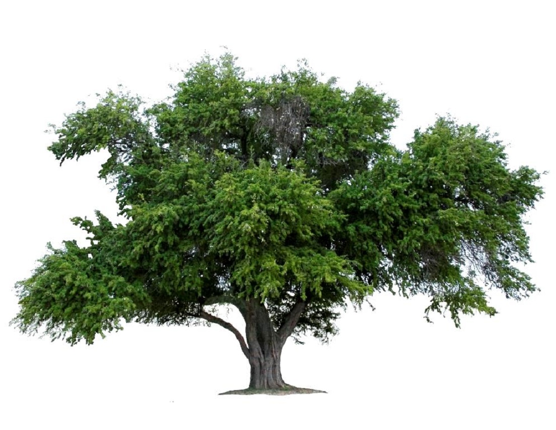 Ebony tree meaning