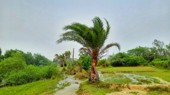 যেতে পথে রাস্তার ধারের সৌন্দর্য। ছবিঃ লেখক