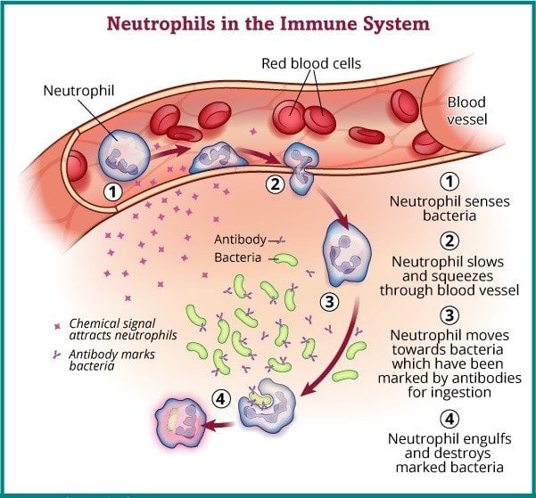 neutrophils at work