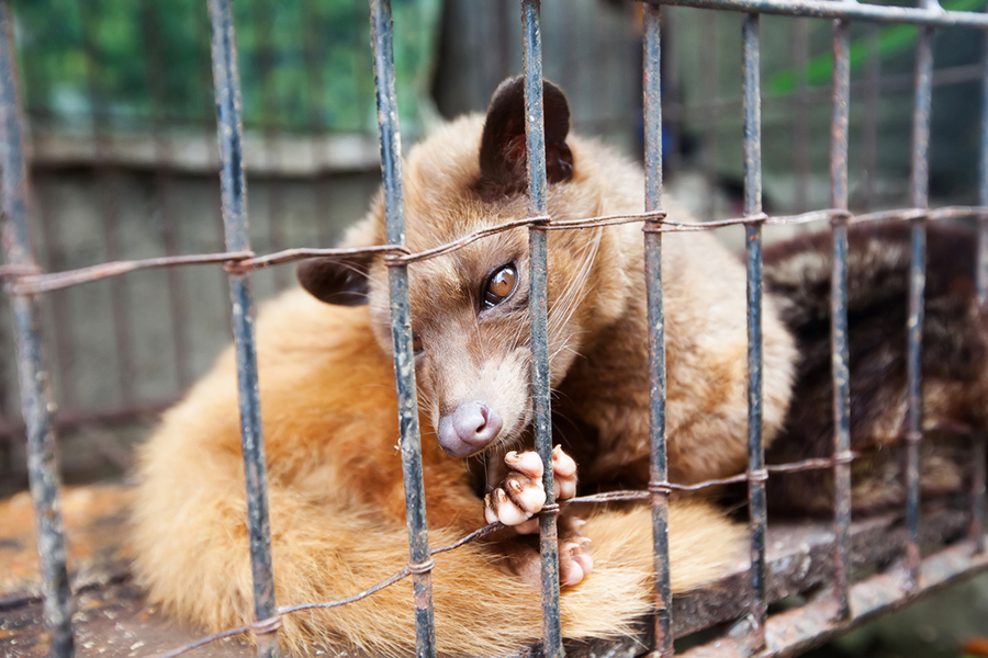 Civet Cat in Small cage
