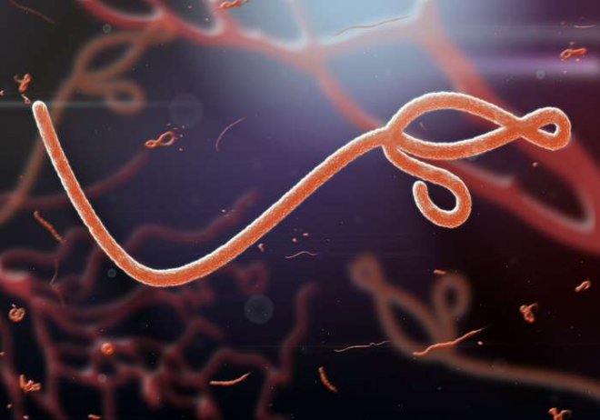 https://assets.roar.media/assets/B2DVemWnlnwrE5Rd_Ebola-Virus-Jaddingt_Shutterstock.com.jpg