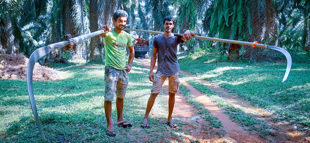 Oil Palm Harvesters in Sri Lanka