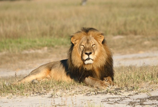https://assets.roar.media/assets/C8ZMR8GdiTZTxqCZ_cecil-the-lion-zimbabwe.jpg