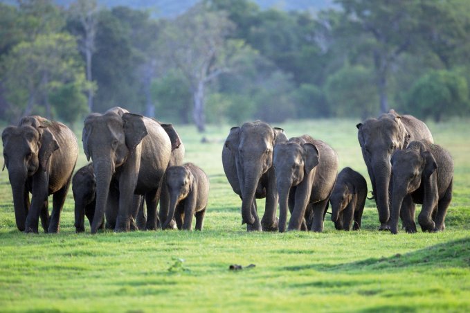 World Elephant Day 2021: Conflict, Conservation & Captivity