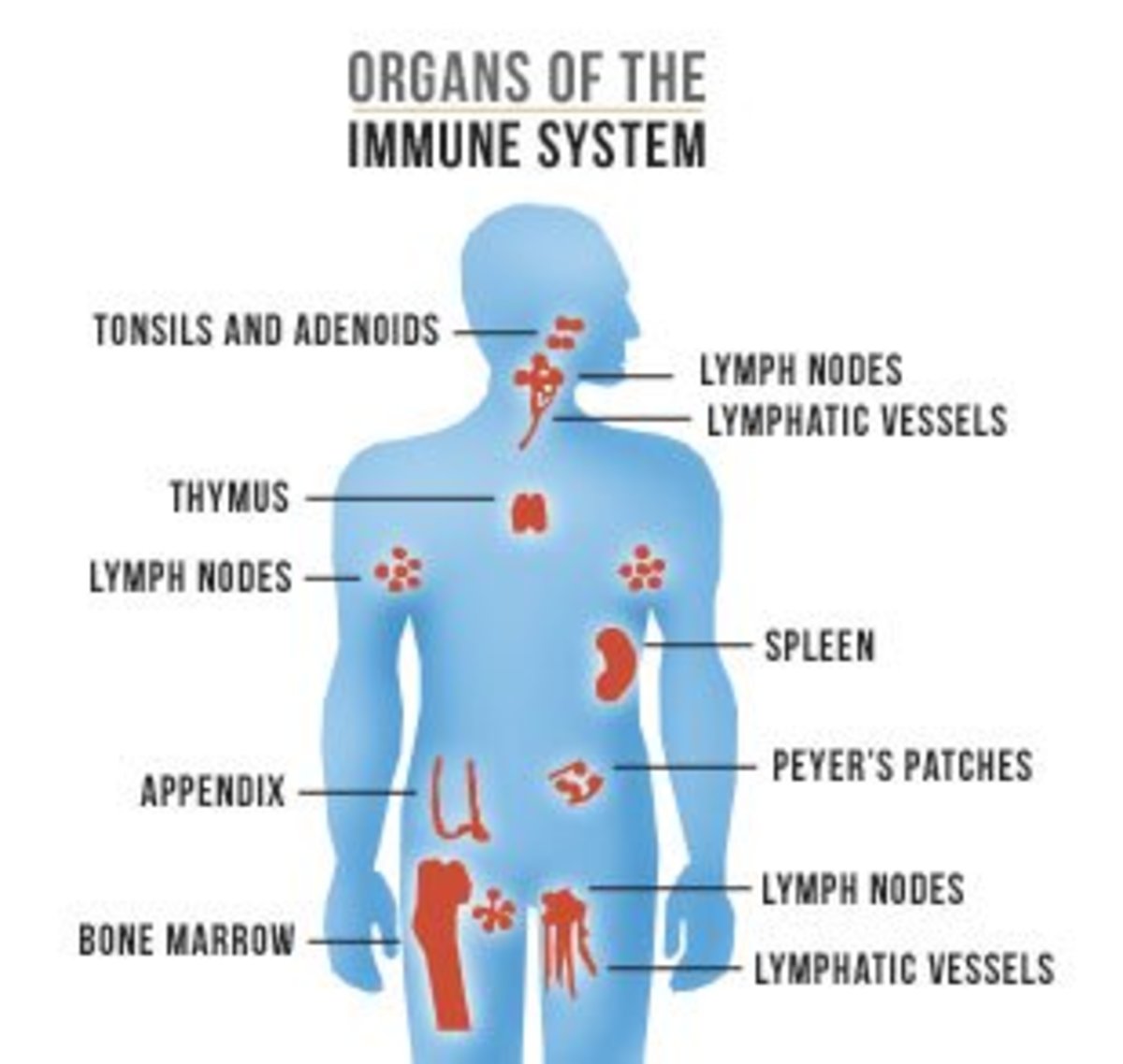 parts of immune system
