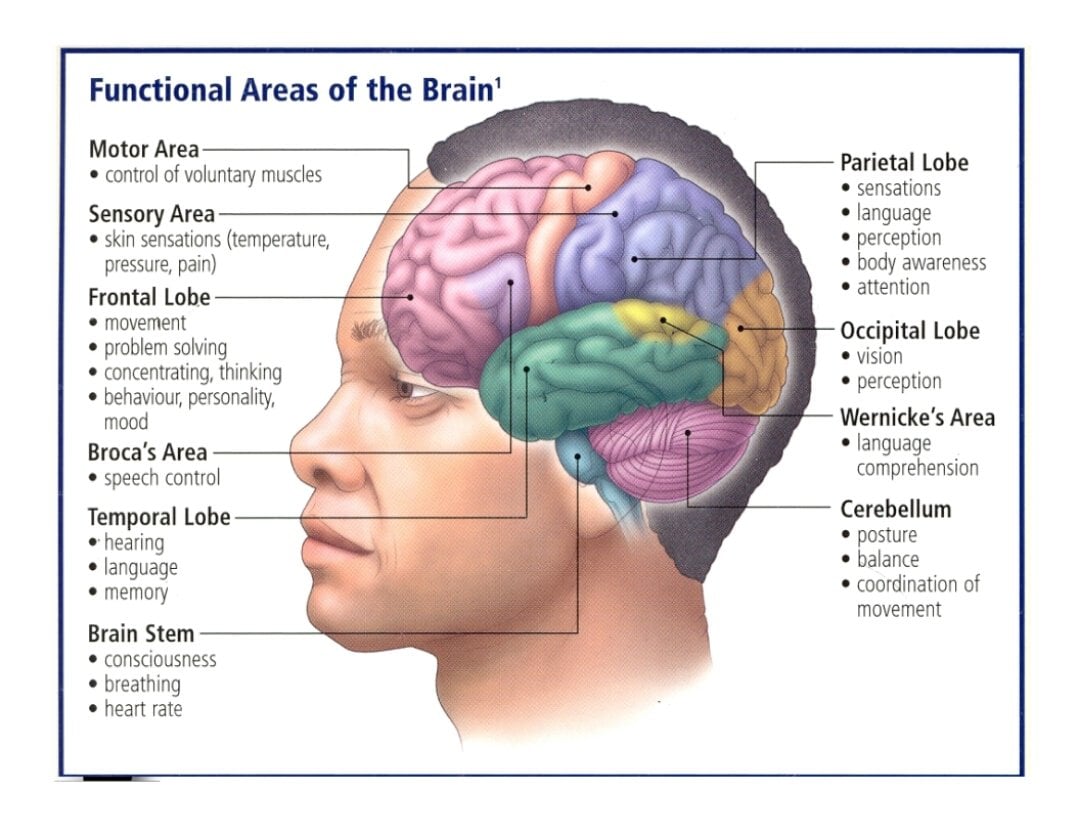 functional areas of brain