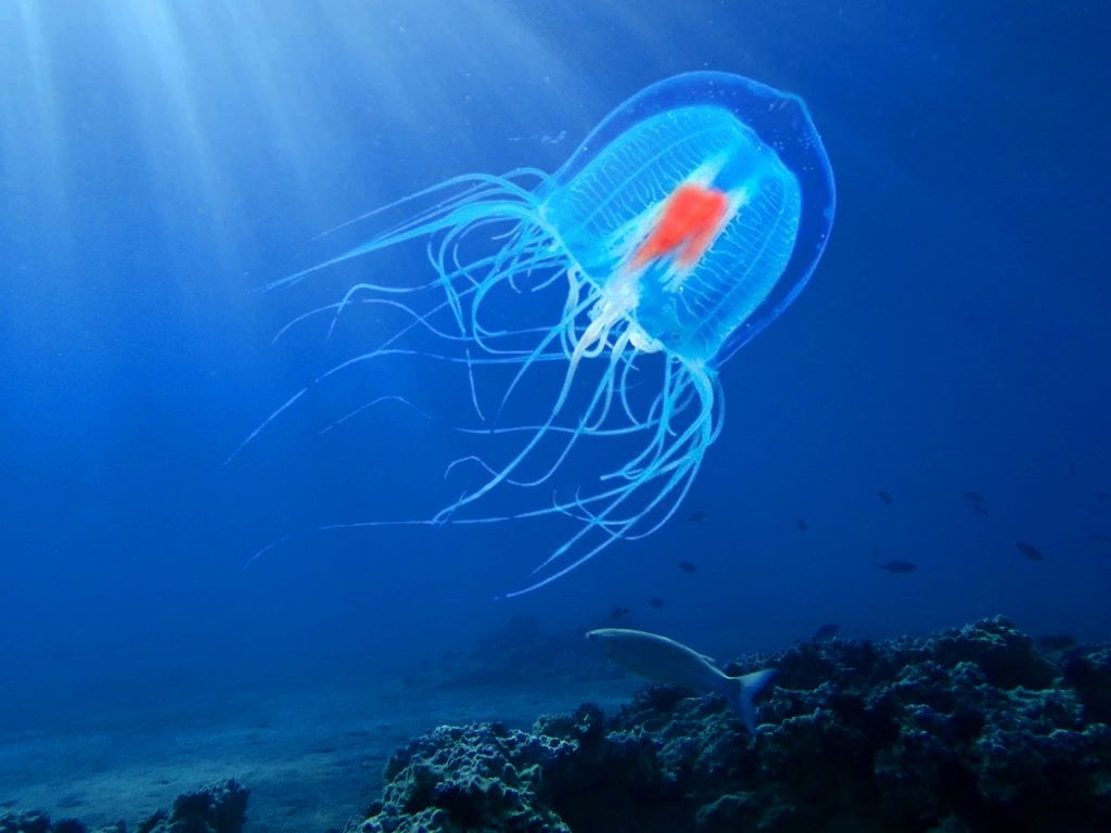 immortal jellyfish මත්ස්‍යයා. 