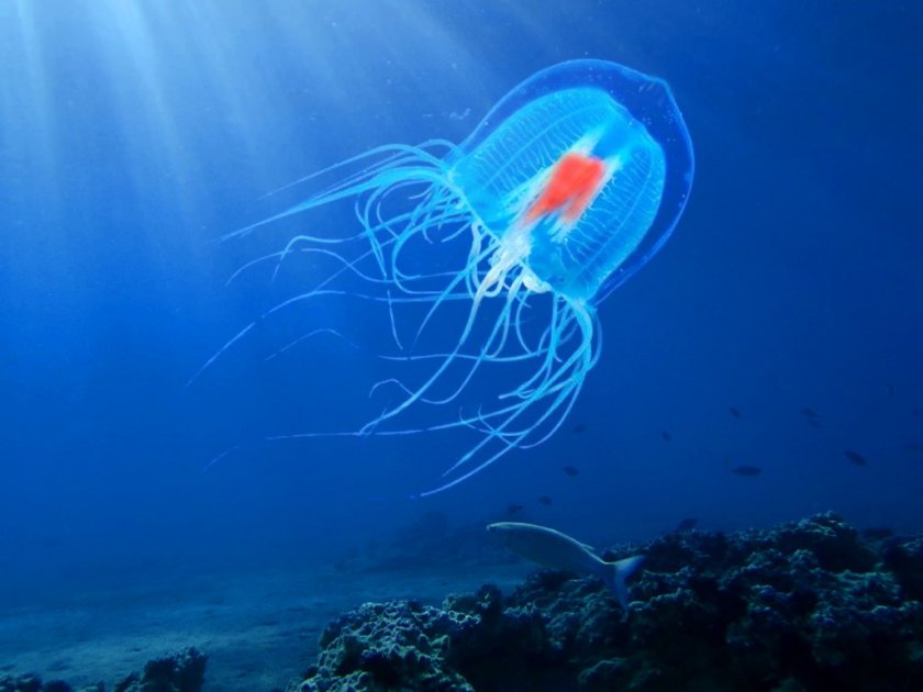 immortal jellyfish මත්ස්‍යයා. 