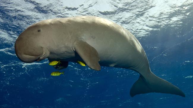 dugong mermaid myth