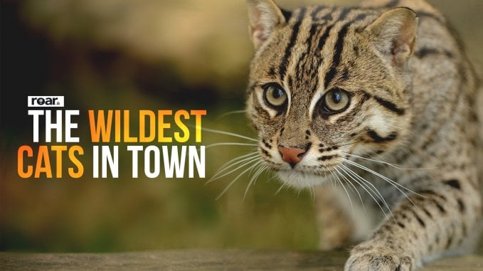 The Wildest Cats In Town - Roar Media