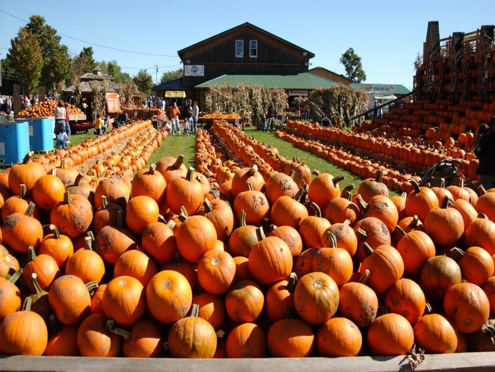 The Great Pumpkin Farm, Clarence, N.Y. 966*725