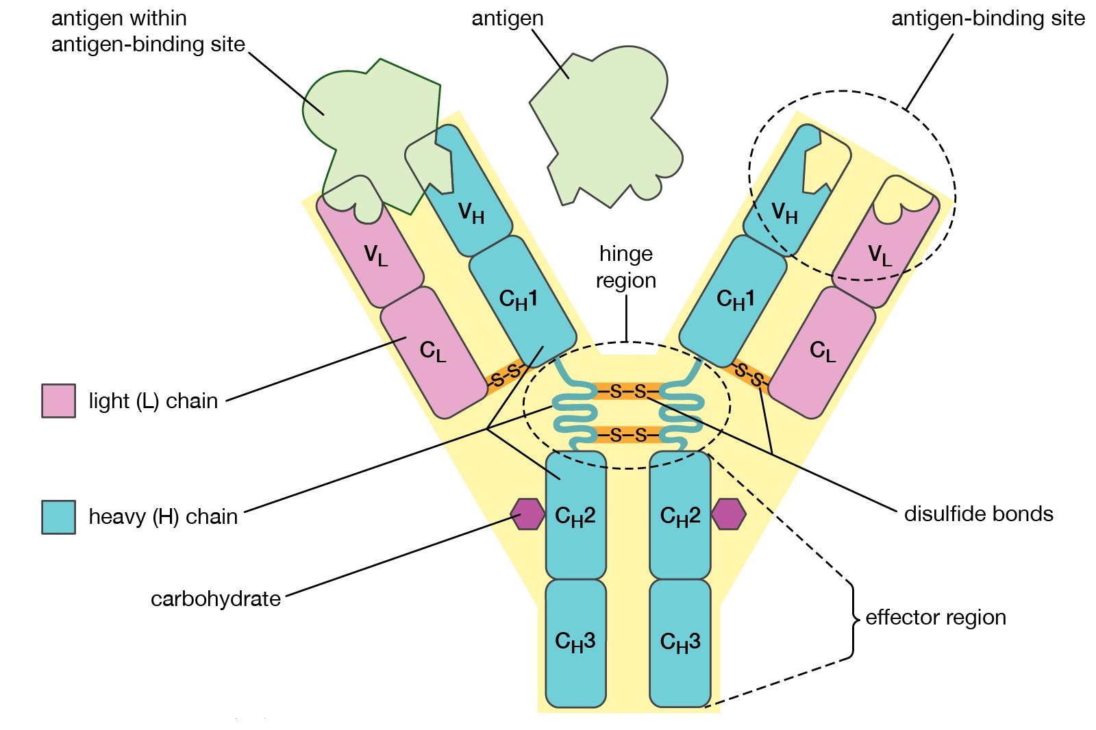 structure of an antibody 