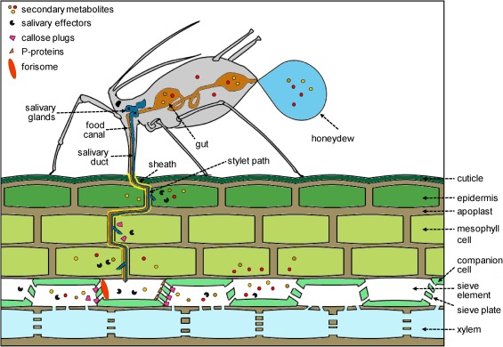 how aphids pierce plant