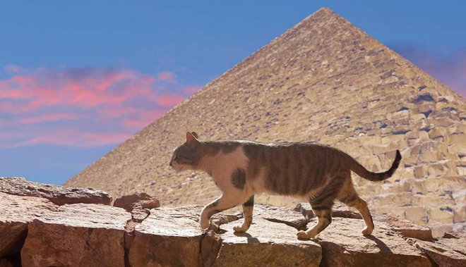 https://assets.roar.media/assets/Lct3mhgJRpAh510a_cat-walking-up-a-wall-by-the-pyramids.jpg