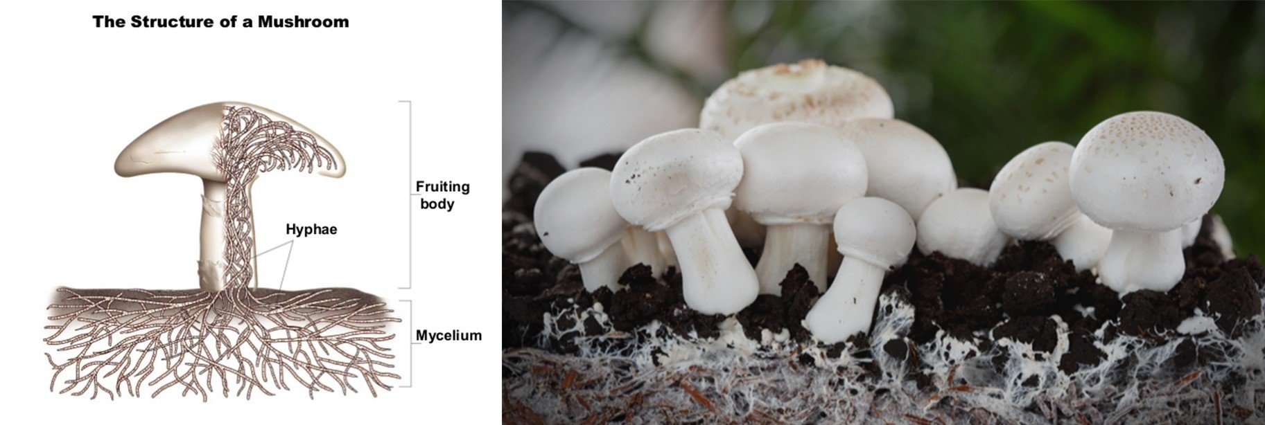 mycelium structure